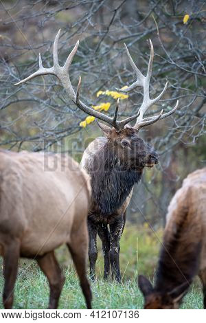 A Bull Elk Standing In A Meadow With Some Cow Elk In The Foreground.