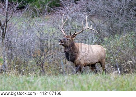 Bull Elk In The Rut