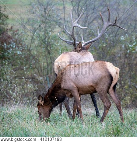 Cow Elk Grazing