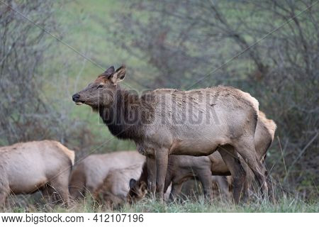 Cow Elk Herd