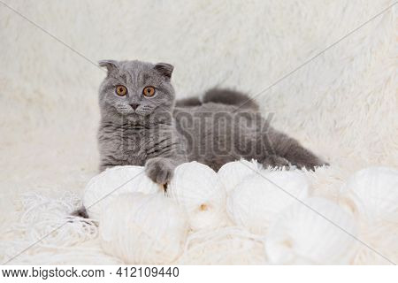 A Lop-eared Scottish Cat Plays With Balls Of Yarn. An Animal On A White Background. Fun For Pets