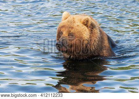 Hungry Kamchatka Brown Bear Stands In River, Looking Around In Search Of Food - Red Salmon Fish. Wil