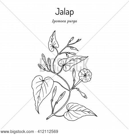 Jalap Ipomoea Purga , Medicinal Plant. Hand Drawn Vector Illustration