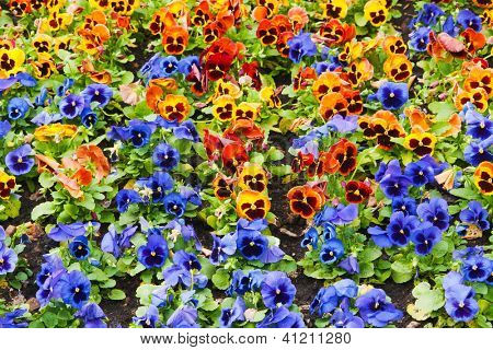 Viola tricolor maceška, záhonu