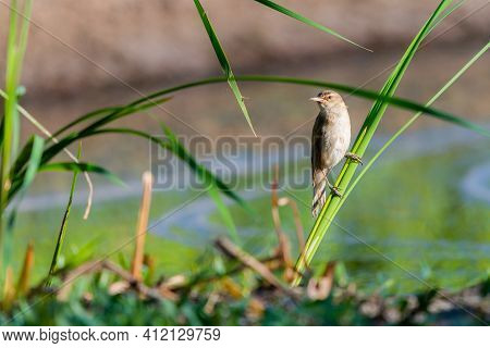 Warbler Or Acrocephalus Bird On A Reed.