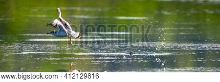 Close Up Of A Flying Seagull Water Take-off With Splashes. Gull Takes Off From The Water As The Earl