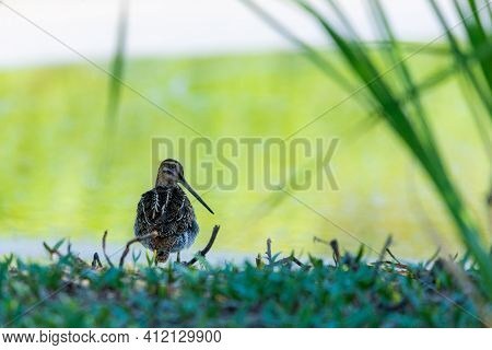 Water Rail Or Rallus Aquaticus In Habitat
