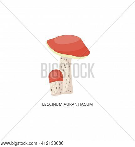 Leccinum Aurantiacum Edible Forest Mushroom A Vector Isolated Illustration