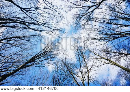 Winter Park Background. Autumn Leafless Tree Texture. Tree Tops From Below. Tree Branch Isolated On 