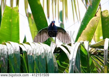 Purple Gallinule - Porphyrio Martinicus Rail Species Resting In A Tropical Forest In His Natural Hab