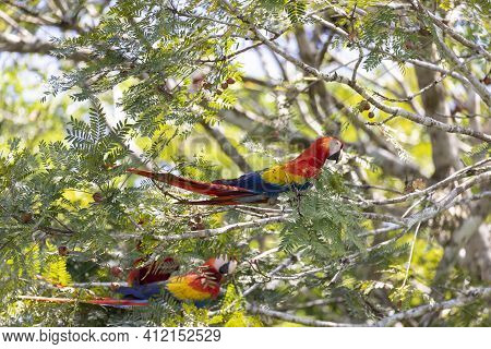 Tree Red Parrots On A Tree During A Rest On A Tropical Tree On Their Natural Habitat, Osa, Ara Penin