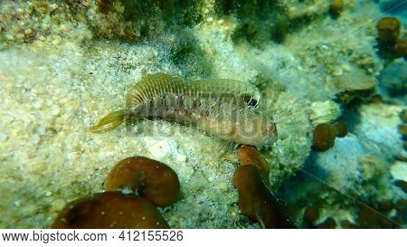 Zvonimir Blenny (parablennius Zvonimiri) Undersea, Aegean Sea, Greece, Halkidiki