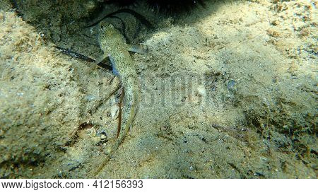 Slender Goby (gobius Geniporus) Undersea, Aegean Sea, Greece, Halkidiki