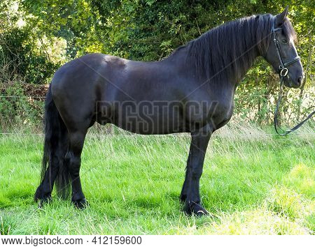 A Shot Of A Beautiful Friesian Horse In A Snaffle Bridle.