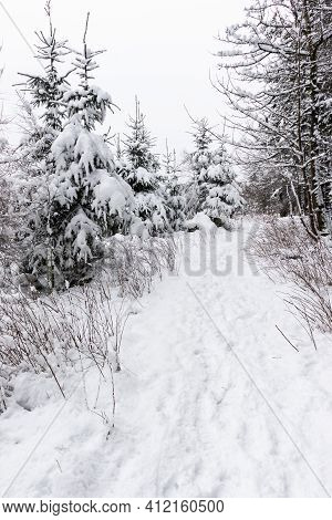 A snowy pathway through snow-clad woodland in the Lomond Hills in Fife, Scotland