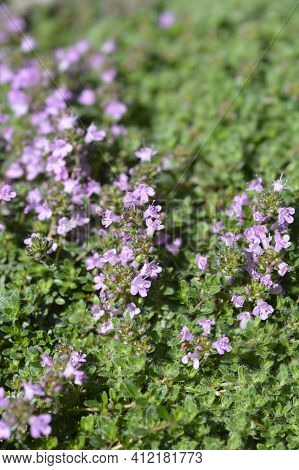 Wild Thyme - Latin Name - Thymus Polytrichus