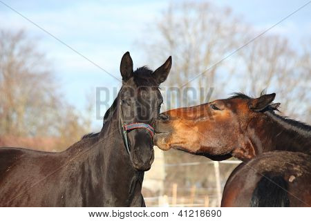 Marrom e preto cavalos jogando