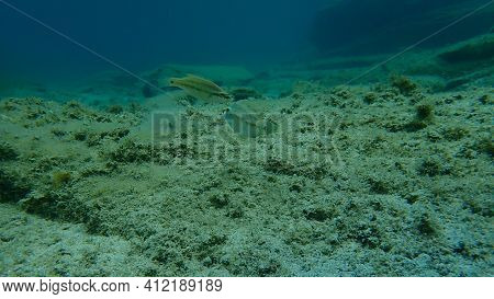 East Atlantic Peacock Wrasse (symphodus Tinca) Undersea, Aegean Sea, Greece, Halkidiki