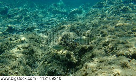 East Atlantic Peacock Wrasse (symphodus Tinca) Undersea, Aegean Sea, Greece, Halkidiki