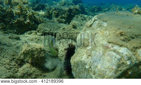 East Atlantic Peacock Wrasse (symphodus Tinca) Undersea, Aegean Sea, Greece, Halkidiki