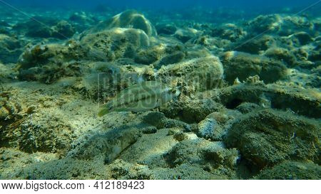 East Atlantic Peacock Wrasse (symphodus Tinca) Undersea, Aegean Sea, Greece, Halkidiki