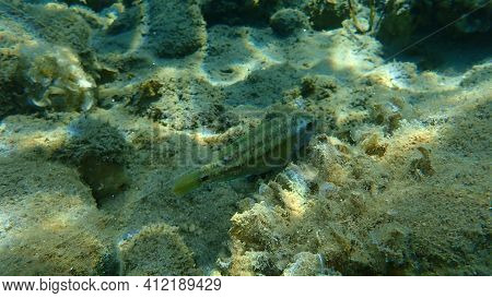East Atlantic Peacock Wrasse (symphodus Tinca) Undersea, Aegean Sea, Greece, Halkidiki