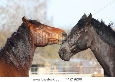 Marrom e preto cavalos jogando