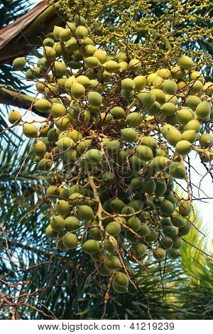 Betel palm