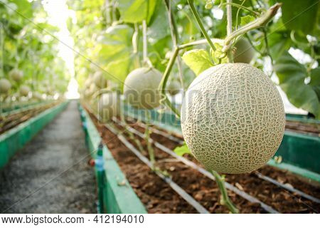 Agriculture Concept. Melon Farm In Large Greenhouses. Use Modern Technology To Grow Plants That Are 
