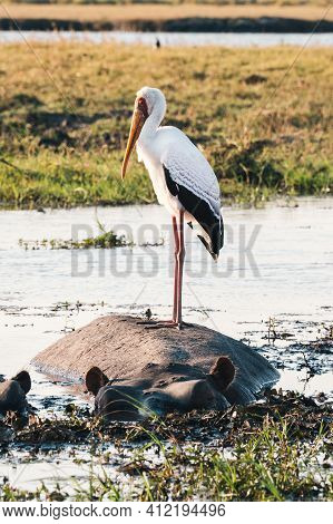 Yellow Billed Stork Mycteria Ibis Standing On A Hippo In Chobe River In Botswana, Africa, Bird Wildl