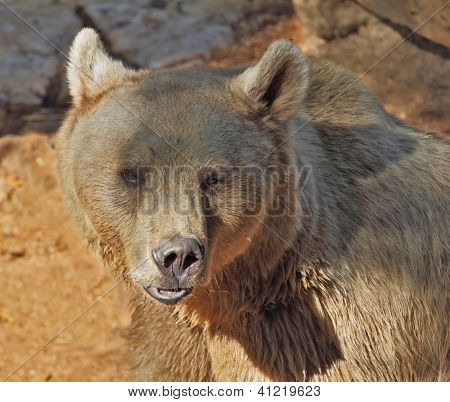 Big Bear in posa per i visitatori del parco - safari in Tel Aviv