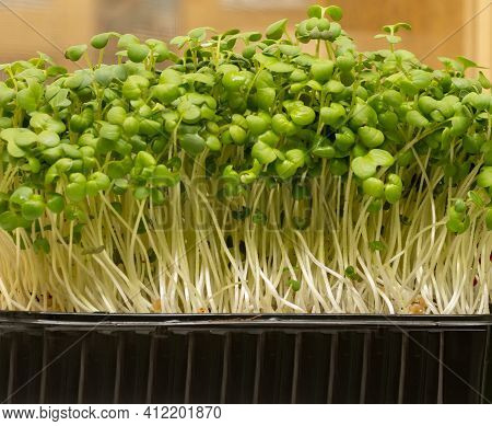 Organic Micrograms Of Mustard Sprouts Close Up. Germination Of Seeds At Home. Vegan And Healthy Eati