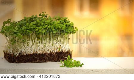 Organic Micrograms Of Mustard Sprouts Close Up. Germination Of Seeds At Home. Vegan And Healthy Eati