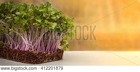 Organic Micrograms Of Mustard Sprouts Close Up. Germination Of Seeds At Home. Vegan And Healthy Eati