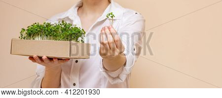 Female Farmer Holds In Her Hand A Bunch Of Organic Micrograms And A Box With Mustard Sprouts. Growin