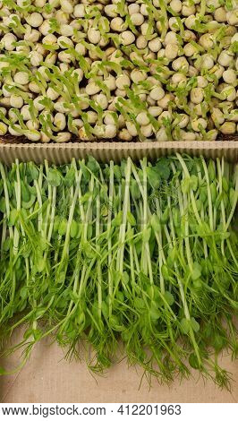 Organic Micrograms Of Mustard Sprouts Close Up. Germination Of Seeds At Home. Vegan And Healthy Eati