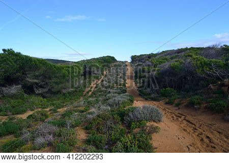 View Of Pinewood Of Baratz Lake, Sassari