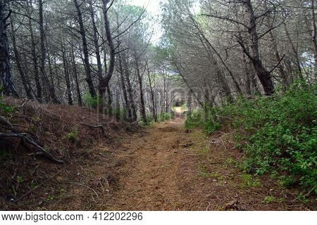 View Of Pinewood Of Baratz Lake, Sassari