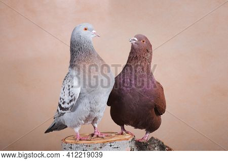Blue And Brown Pigeons Look At Each Other, On The Birch Stump, Indoors, On The Beige Background In T