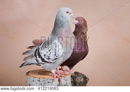 A Pair Of Pigeons, Blue And Brown, Sit On A Birch Stump Indoors, On A Beige Background In A Photo St