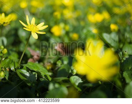 Ficaria Verna Formerly Ranunculus Ficaria L. Commonly Known As Lesser Celandine Or Pilewort Yellow F