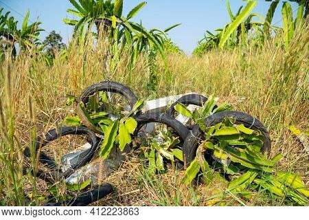 Dragon Fruit Garden Is Anthracnose During The Rainy Season In Thailand.