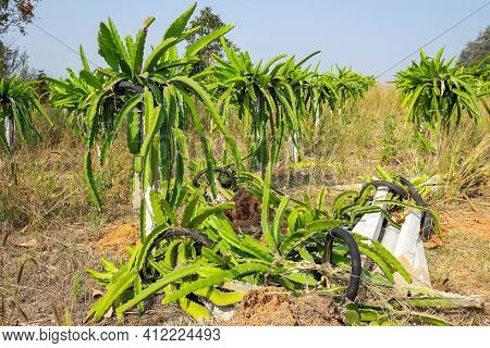 Dragon Fruit Garden Is Anthracnose During The Rainy Season In Thailand.