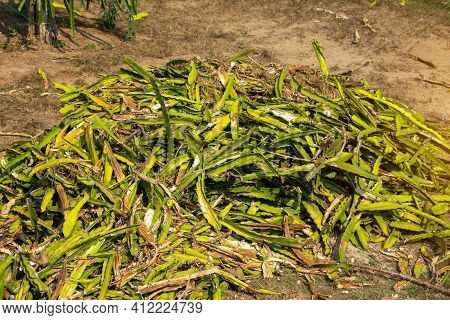 Dragon Fruit Garden Is Anthracnose During The Rainy Season In Thailand.