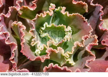 Selective Focus Echeveria Gibbiflora. Ucsc Arboretum, Santa Cruz, California, Usa.