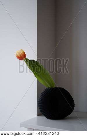 One Tulip In Black Vase On White Shelf In Room. Minimal Concept Of Cozy Home. Japandi Style. Simple 