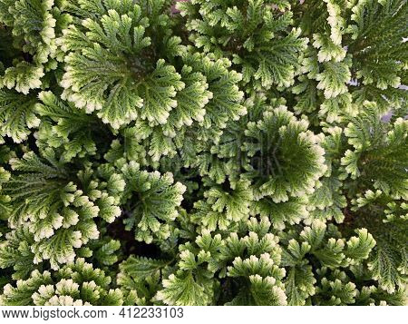 Representative Of The Ancient Group Of Plants Selaginella (latin - Selaginella), A Soil-covering Pla
