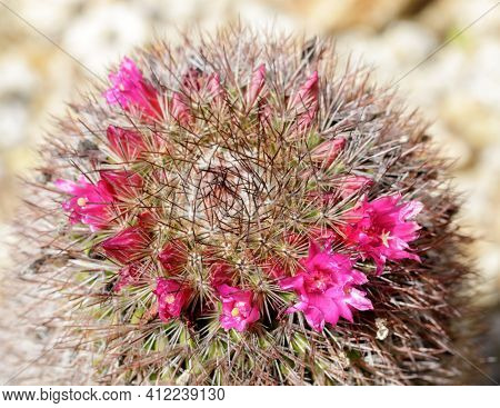 Mammillaria Cactus Starting To Bloom. Ucsc Arboretum, Santa Cruz, California, Usa.