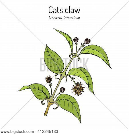 Cat S Claw Uncaria Tomentosa , Or Vilcacora, Medicinal Plant - Natural Treatment For Many Diseases. 