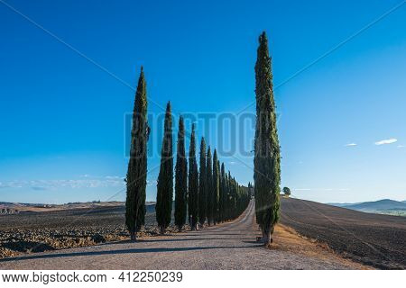 Castiglione D\'orcia, Italy - August 20 2020: Cypress Tree Alley Or Avenue At Poggio Covili Farmhous